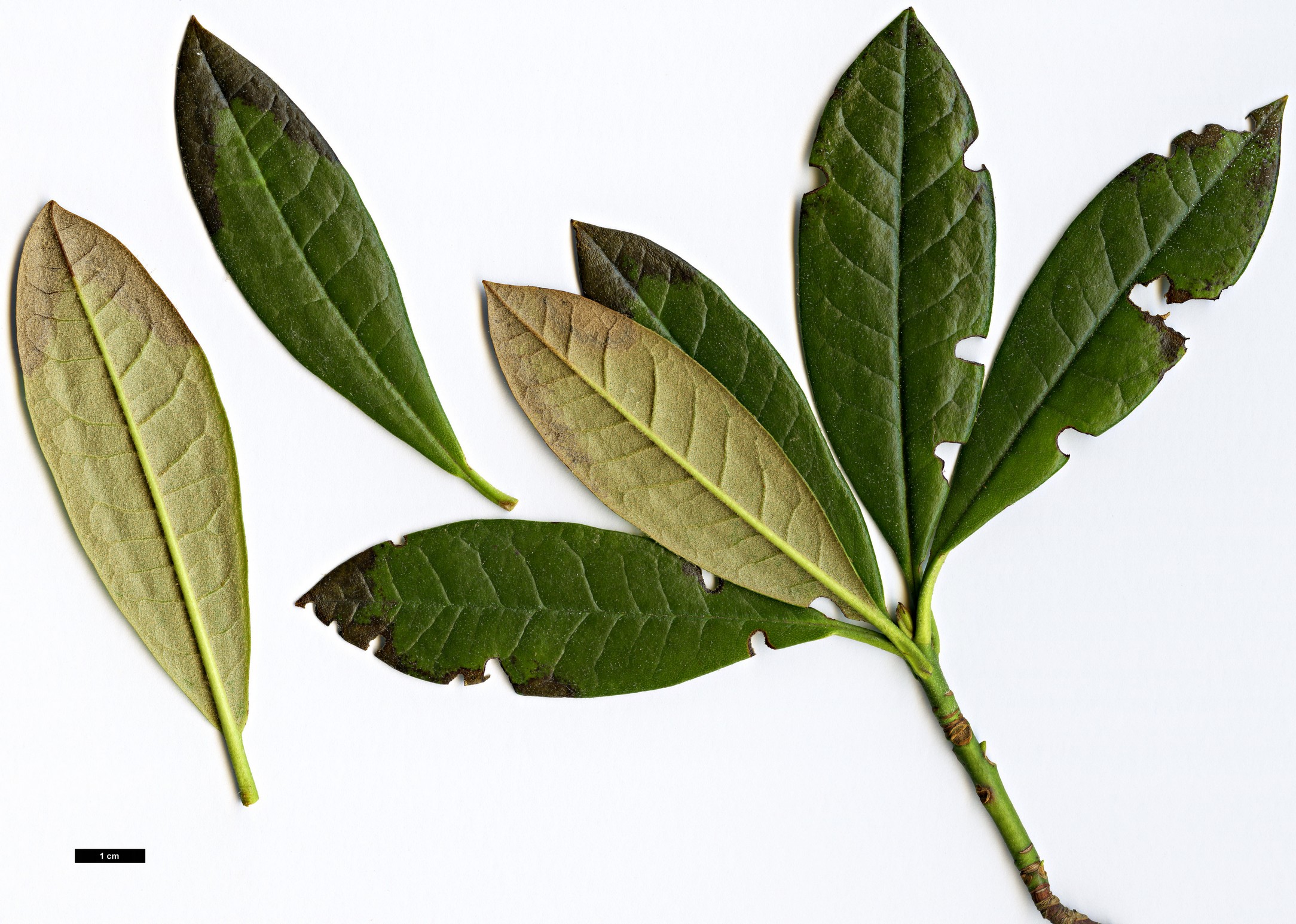 High resolution image: Family: Ericaceae - Genus: Rhododendron - Taxon: coryanum - SpeciesSub: ’Chelsea Chimes’